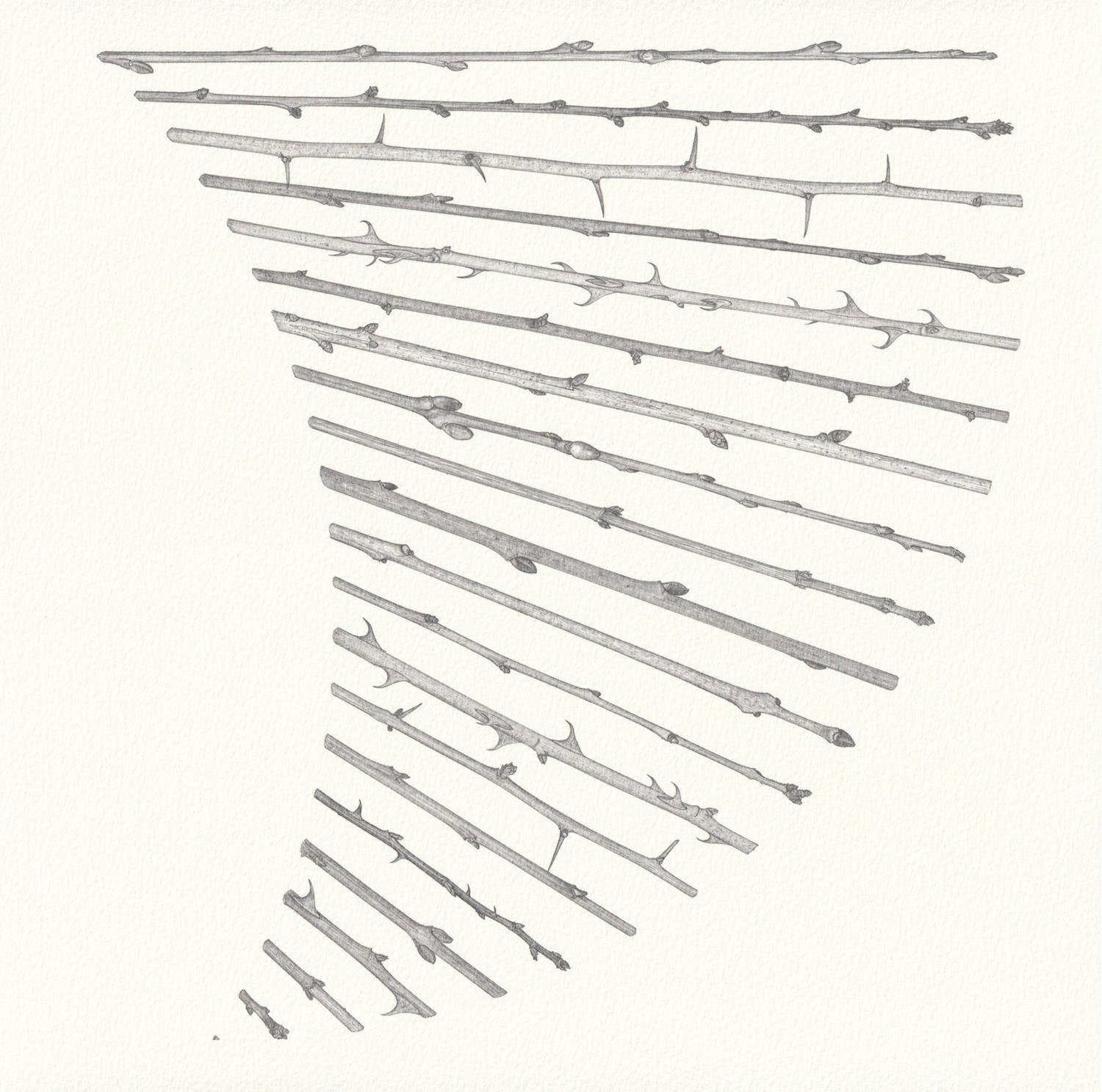 Twig Arc (28 x 28 cm)  pencil on paper